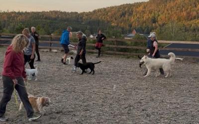 Drop-In. Hundetrening i Andebu hver mandager