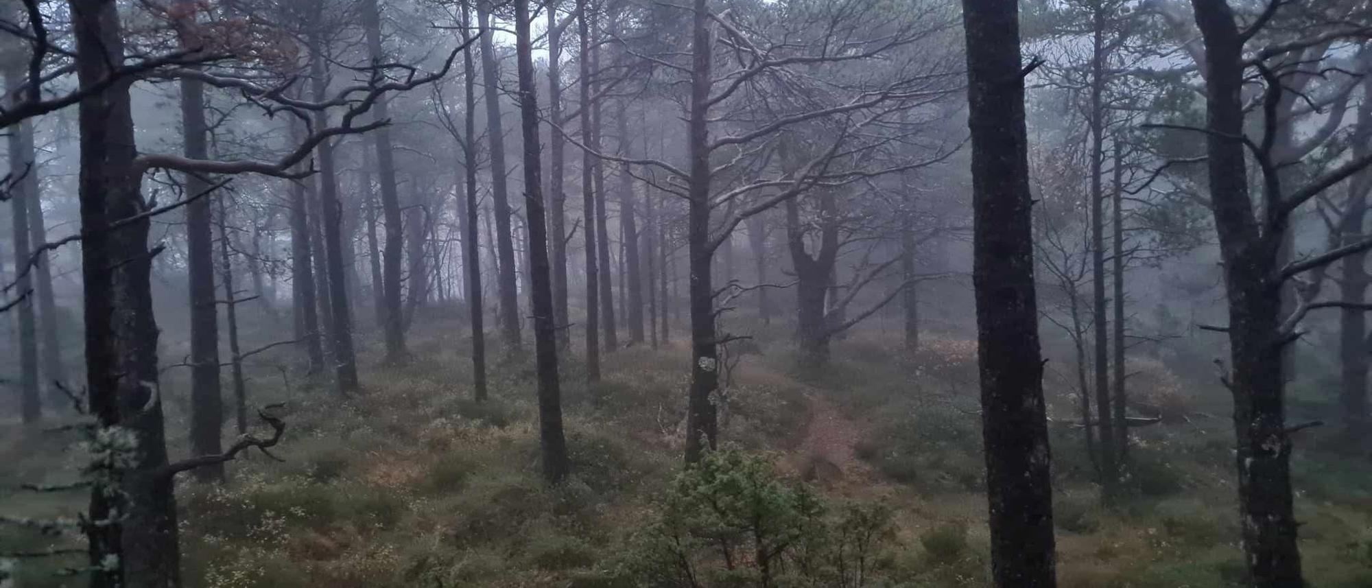 Skogstur på Hjortland