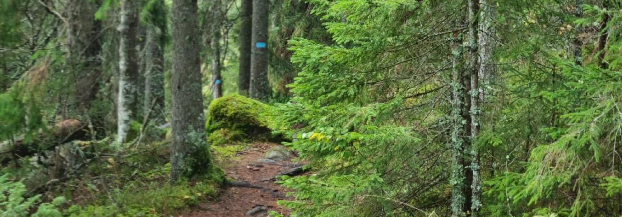 Søndagstur rundt Haugerkollen